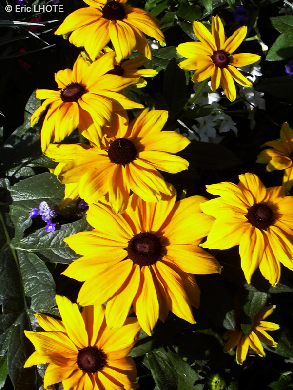  - Rudbeckia hirta - 