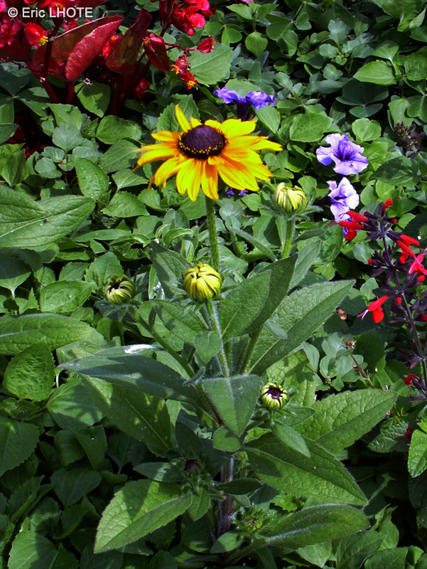  - Rudbeckia hirta - 