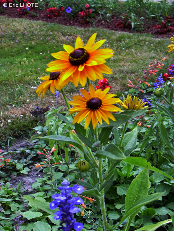 Asteraceae - Rudbeckia hirta - Rudb&eacute;ckie