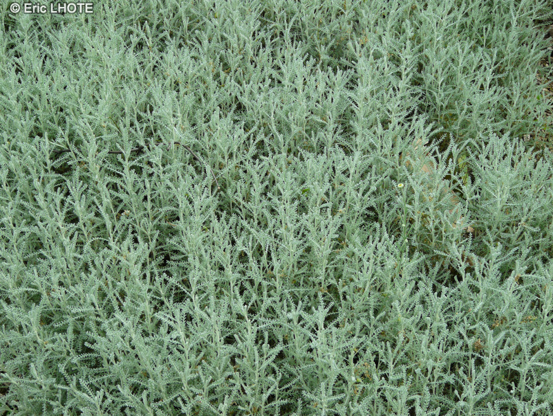  - Santolina chamaecyparissus - 