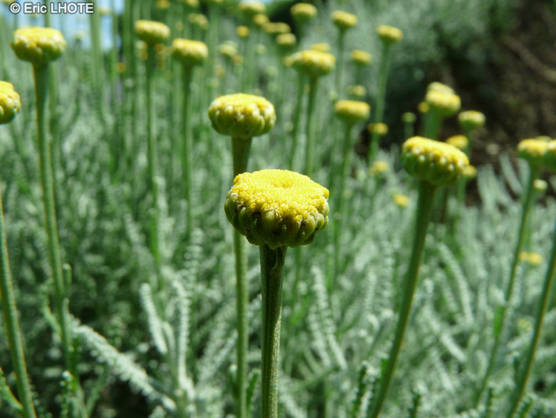  - Santolina chamaecyparissus - 