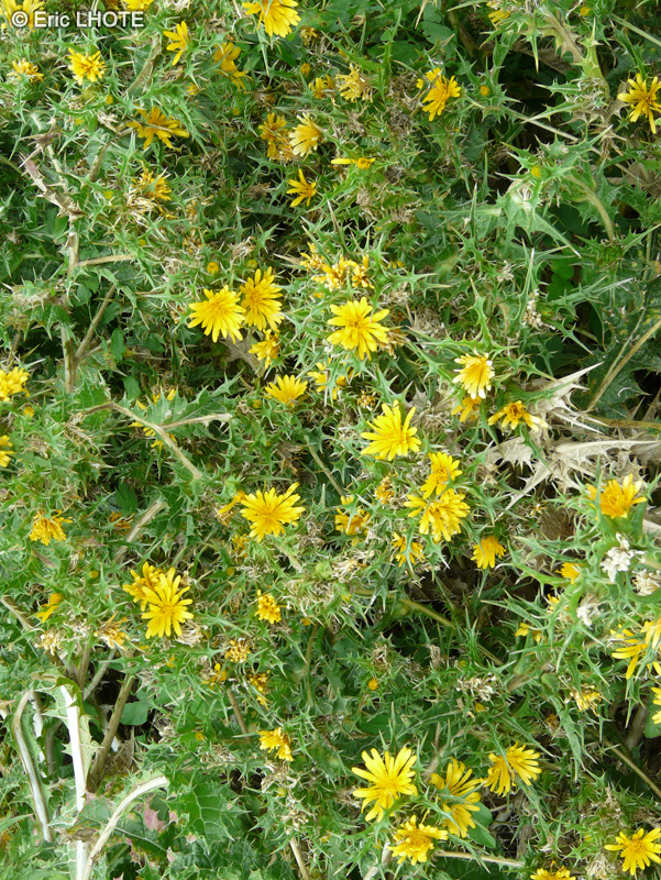 - Scolymus hispanicus - 