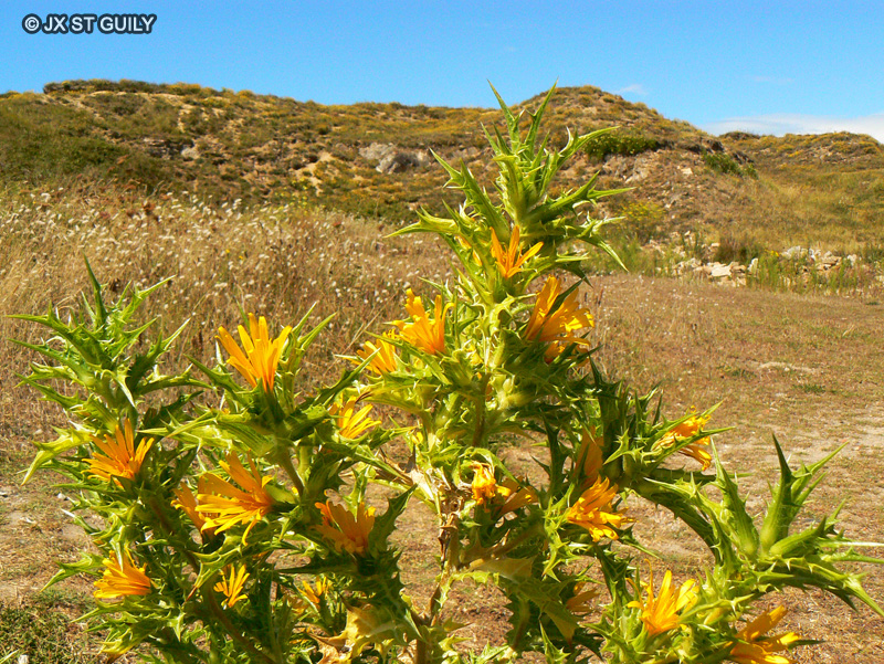 Asteraceae - Scolymus hispanicus - Scolyme d&rsquo;Espagne, Epine-jaune, Cardon d&rsquo;Espagne, Cardousse