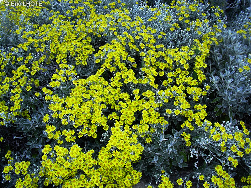  - Senecio Sunshine - 