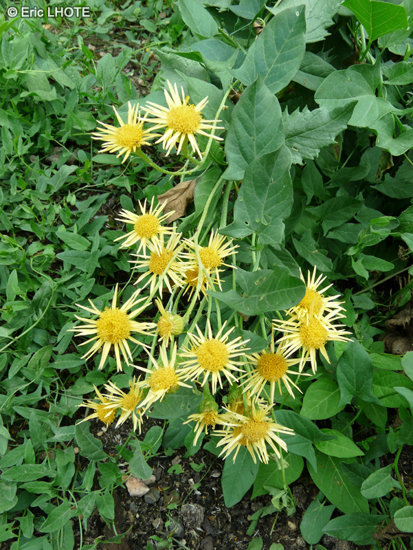  - Senecio alpinus - 
