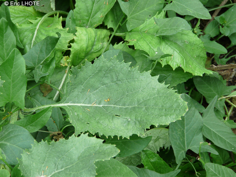 Asteraceae - Senecio alpinus - Séneçon des Alpes