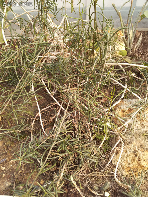 Asteraceae - Senecio antandroi - Senecio