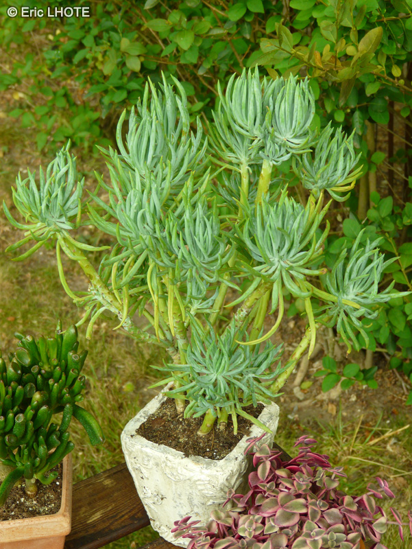  - Senecio barbertonicus - 
