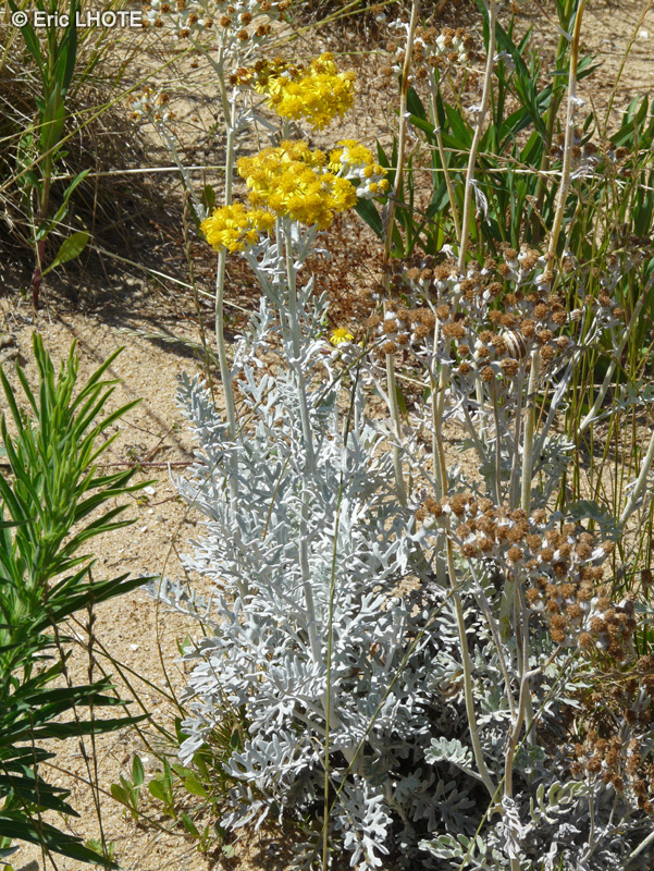 - Senecio cineraria - 