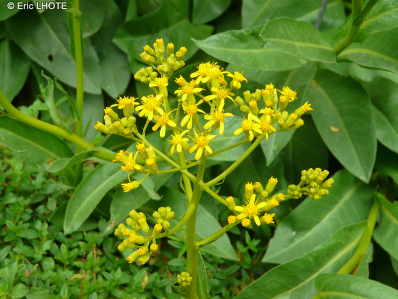  - Senecio doria - 