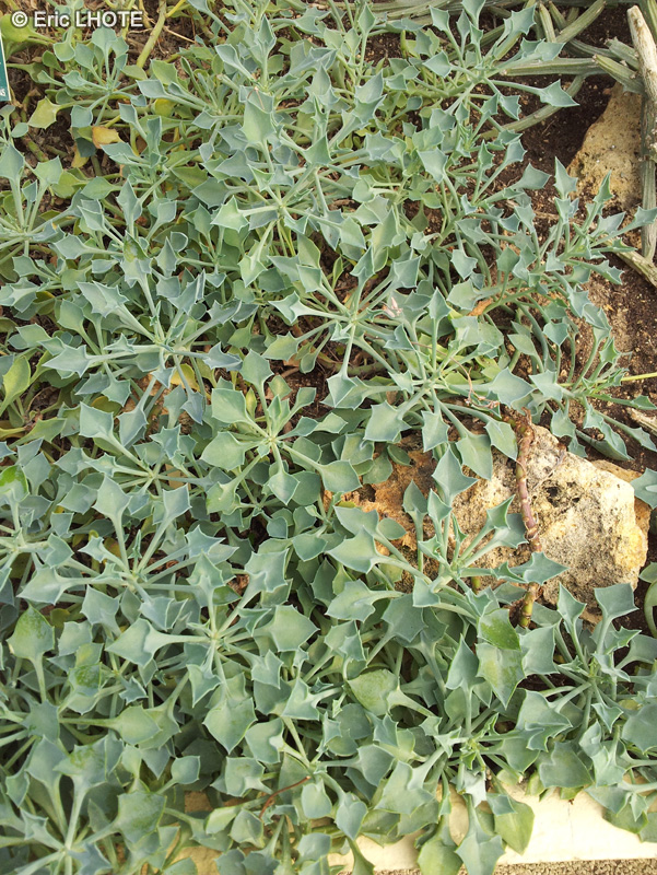  - Senecio kleiniiformis - 