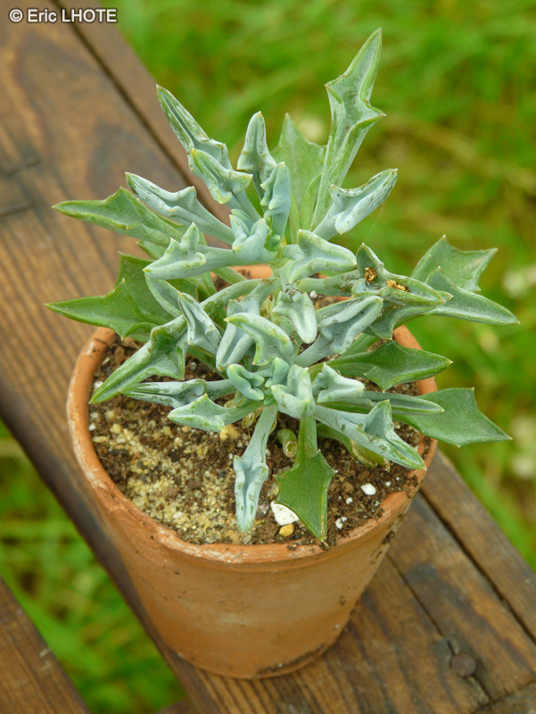 Asteraceae - Senecio kleiniiformis - Senecio