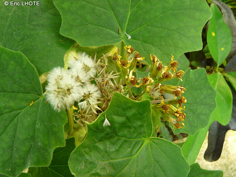  - Senecio petasitis - 
