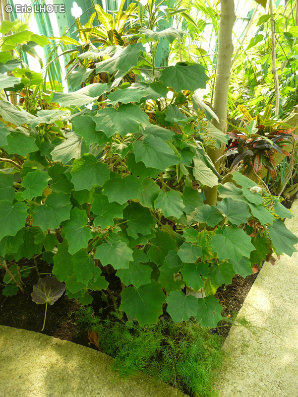  - Senecio petasitis - 