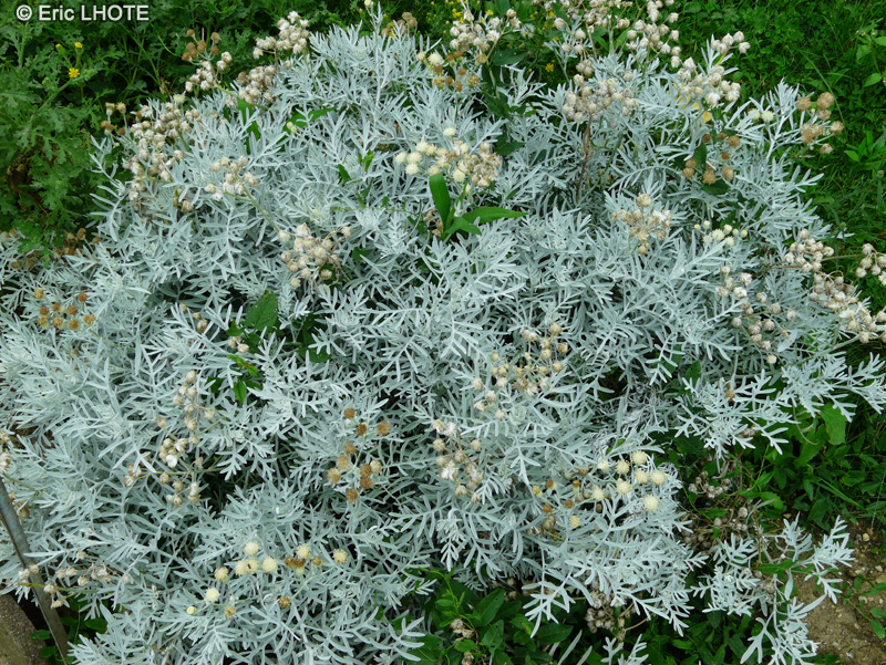 Asteraceae - Senecio vira-vira, Senecio leucostachys - Séneçon blanc, Séneçon viravira
