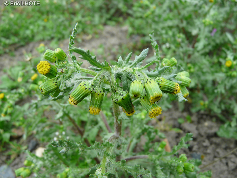  - Senecio vulgaris - 