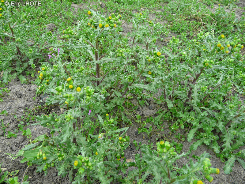  - Senecio vulgaris - 