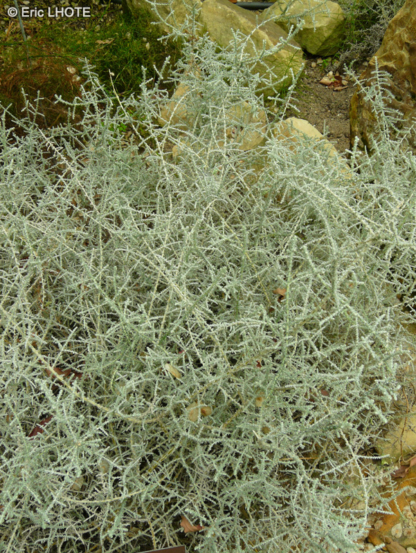Asteraceae - Seriphium plumosum - Armoselle blanche