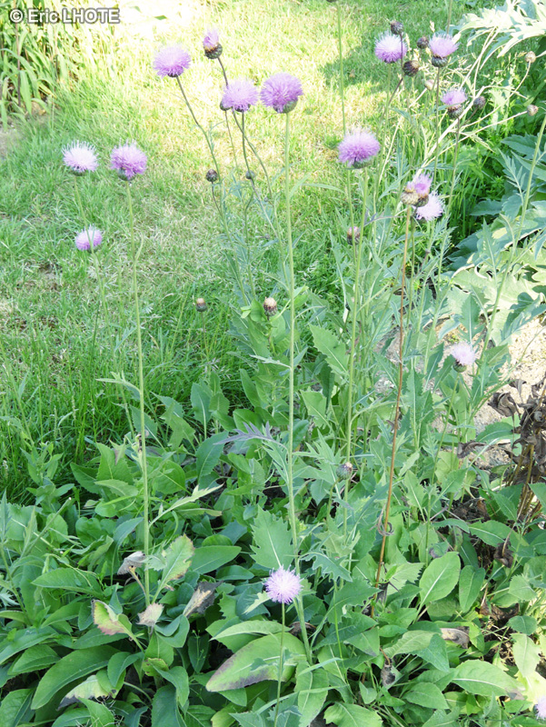  - Serratula lycopifolia - 