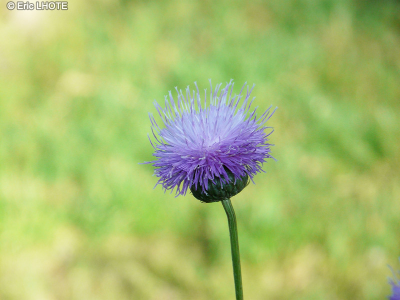 Asteraceae - Serratula lycopifolia - Serratule &agrave; feuilles de Chanvre d&rsquo;eau, Serratule &agrave; feuilles de Lycopode, Serratule h&eacute;t&eacute;rophylle