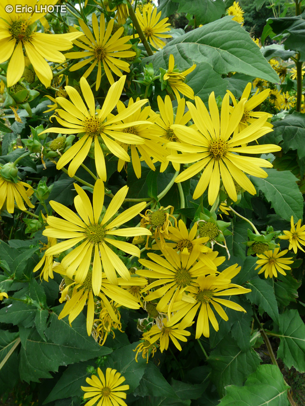  - Silphium perfoliatum - 