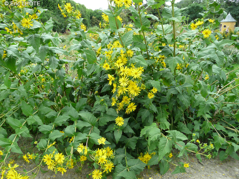  - Silphium perfoliatum - 