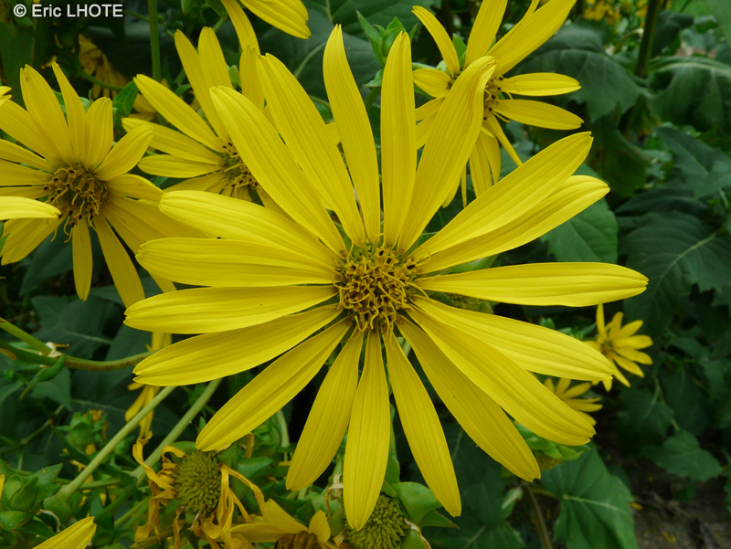 - Silphium perfoliatum - 
