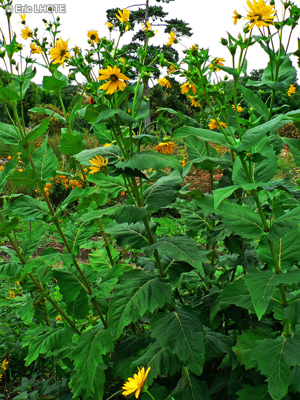 Asteraceae - Silphium perfoliatum - Silphium