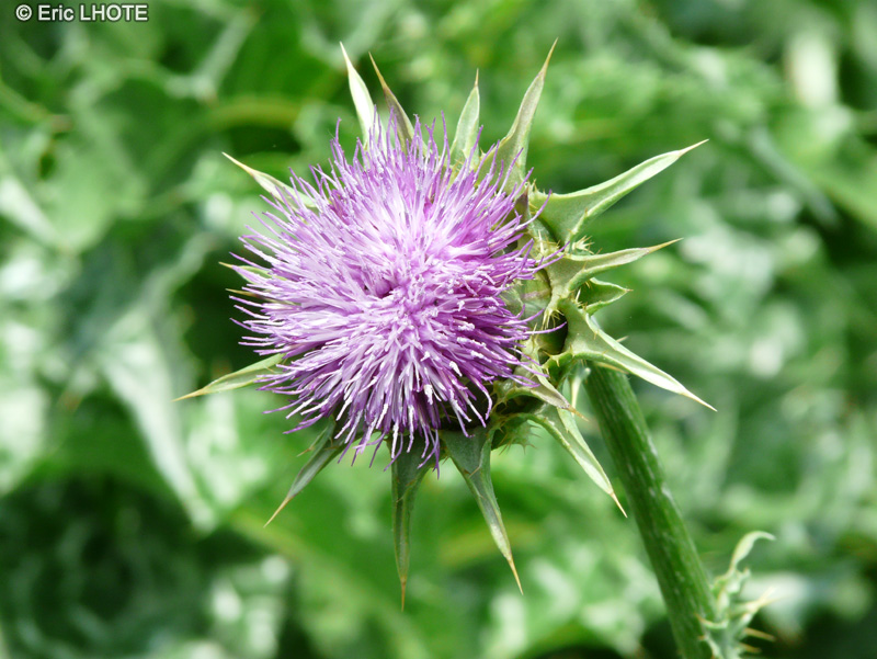  - Silybum marianum - 