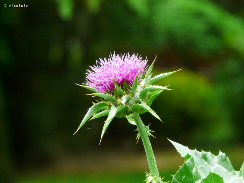  - Silybum marianum - 