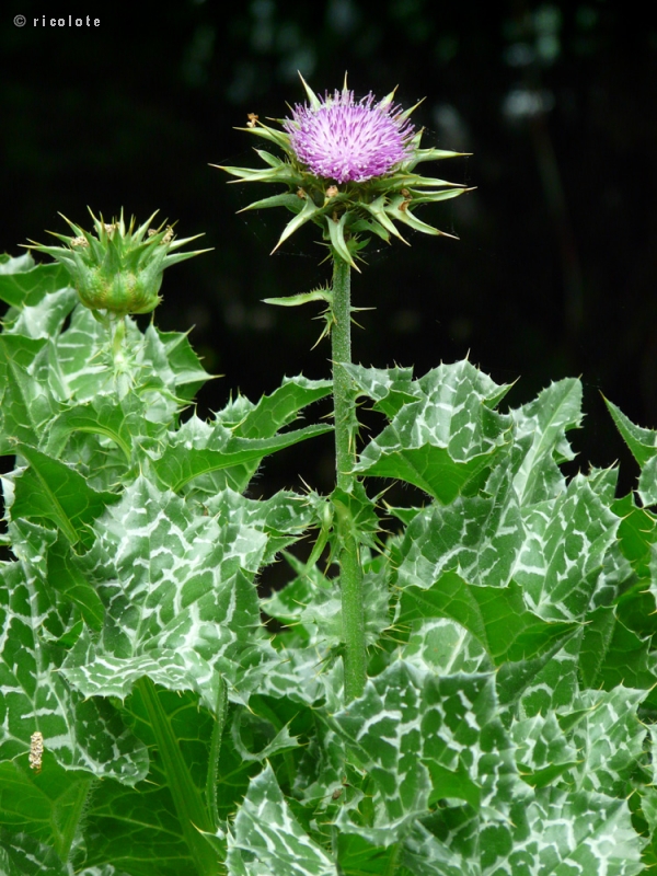  - Silybum marianum - 