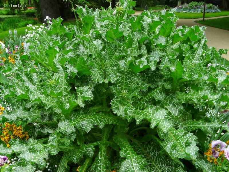  - Silybum marianum - 