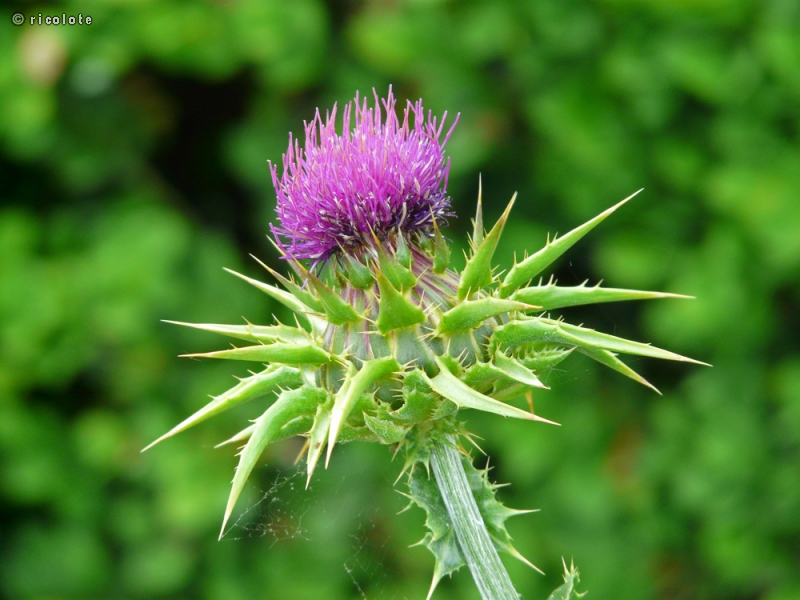  - Silybum marianum - 