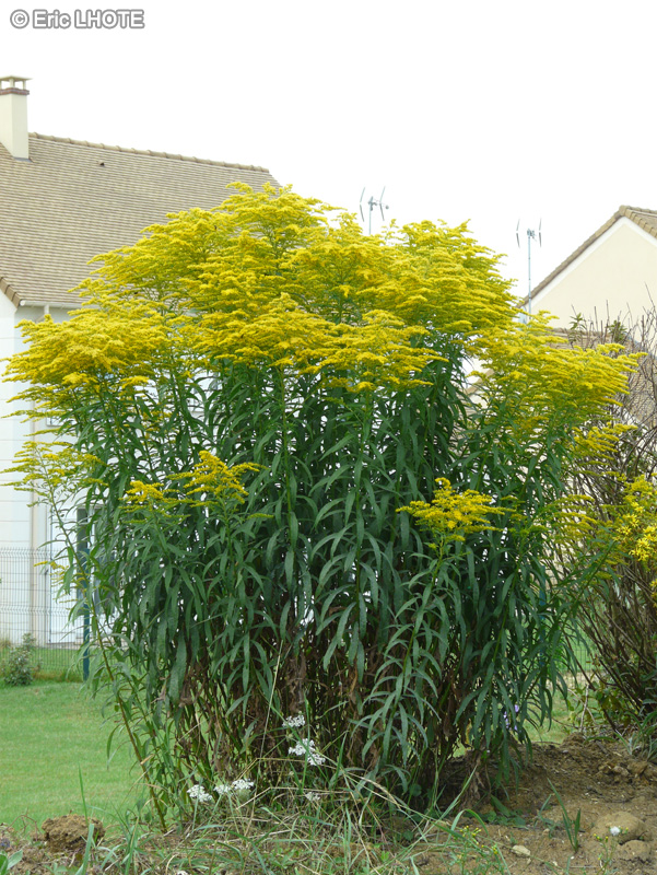  - Solidago canadensis - 