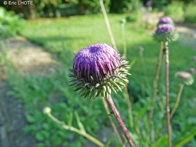  - Stemmacantha rhapontica, Stemmacantha scariosum - 