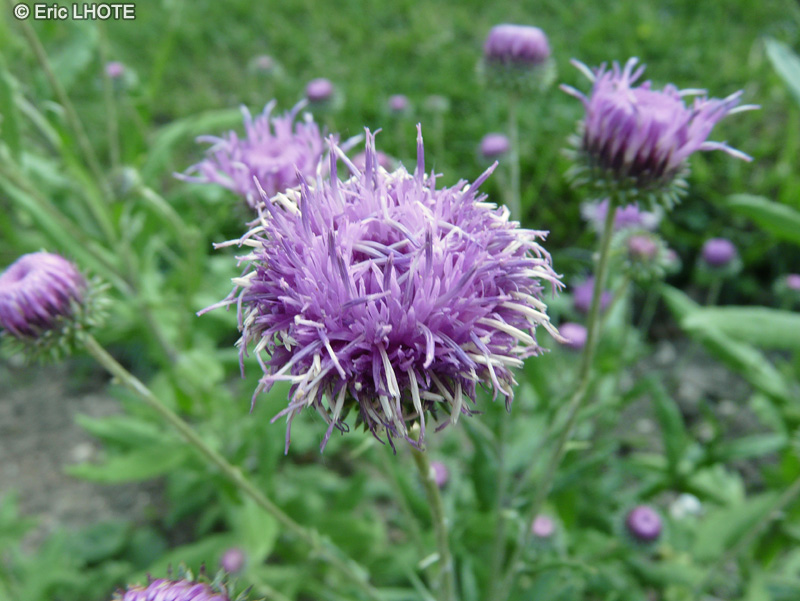 - Stemmacantha rhapontica, Stemmacantha scariosum - 