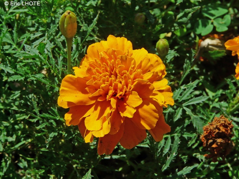Asteraceae - Tagetes patula - Oeillet d&rsquo;Inde