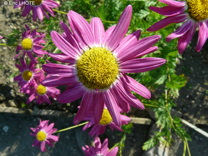  - Tanacetum coccinueum, Chrysanthemum coccineum, Pyrethrum roseum - 