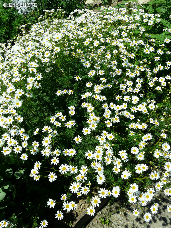  - Tanacetum corymbosum - 