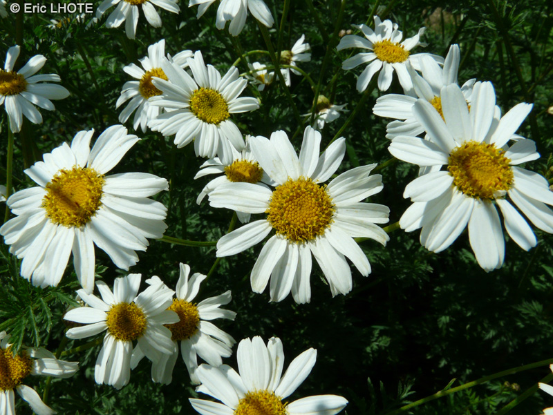 Asteraceae - Tanacetum corymbosum - Tanaisie en corymbes