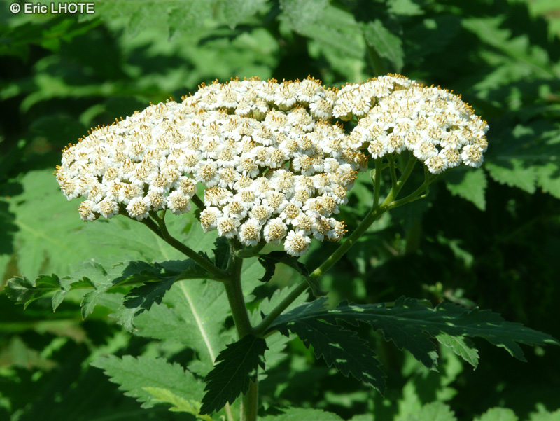  - Tanacetum macrophyllum - 