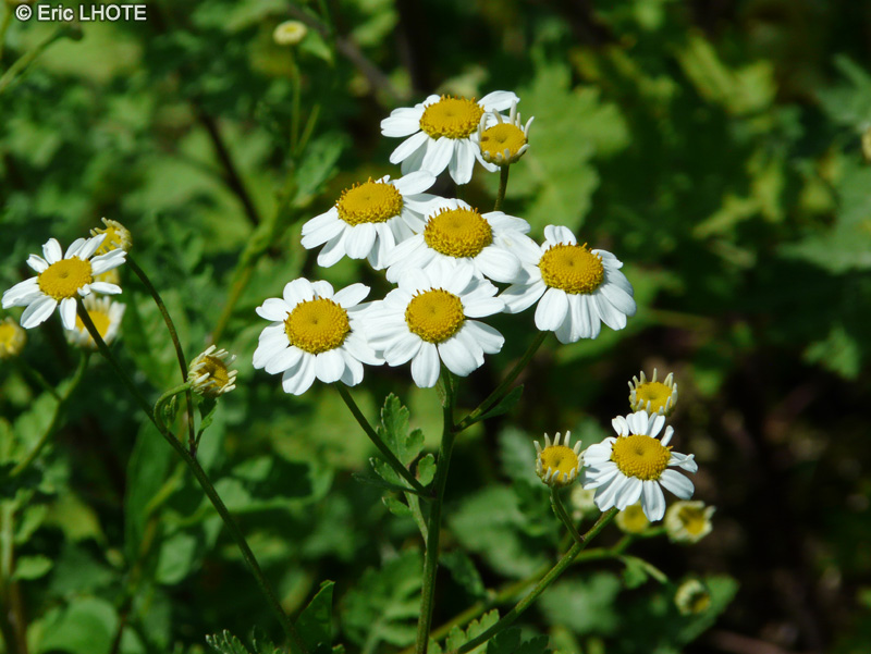  - Tanacetum parthenium - 