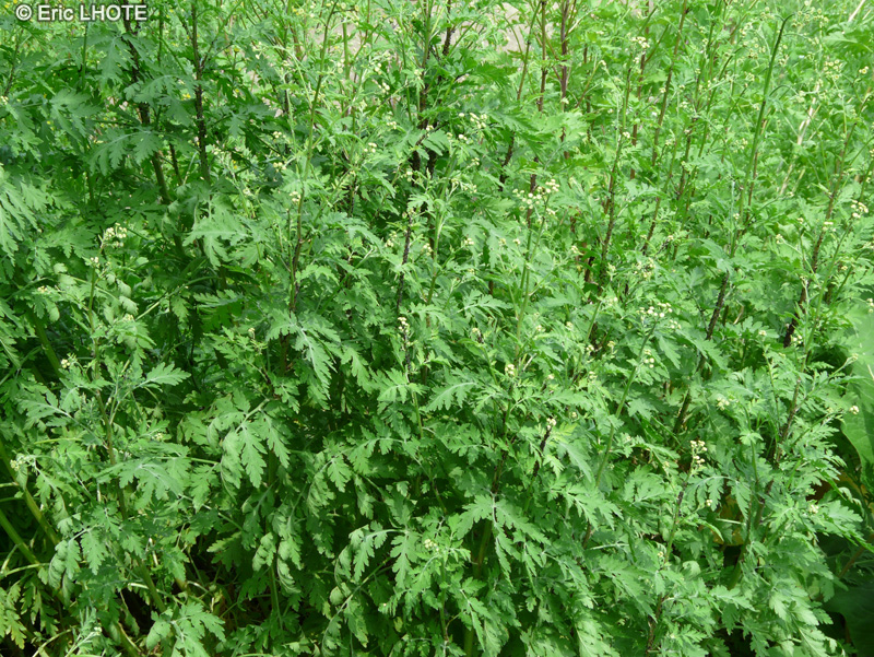  - Tanacetum parthenium - 