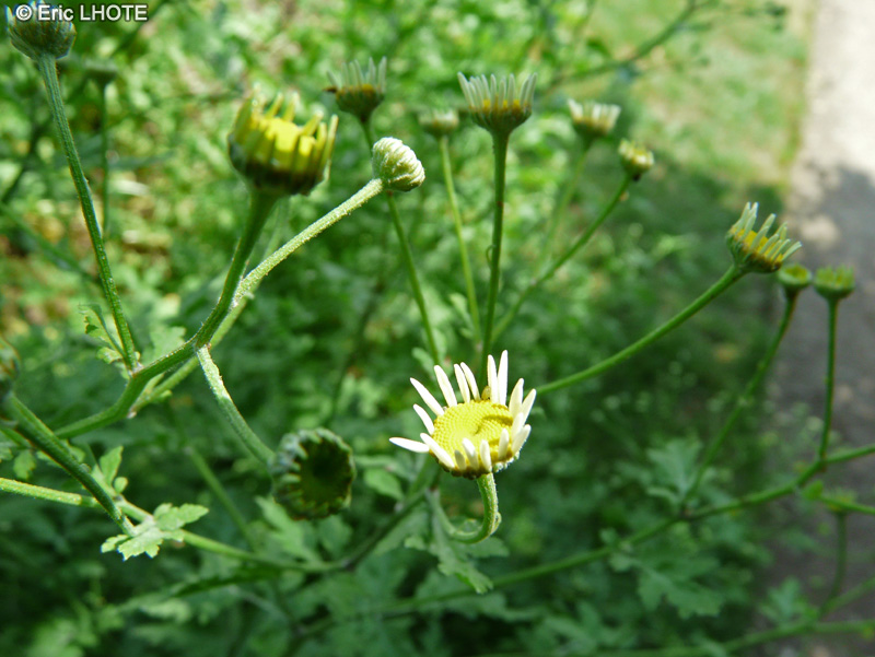  - Tanacetum parthenium - 