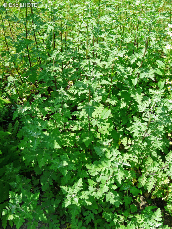 Asteraceae - Tanacetum parthenium - Grande Camomille, Partenelle, Pyrèthre doré, Pyrèthre mousse