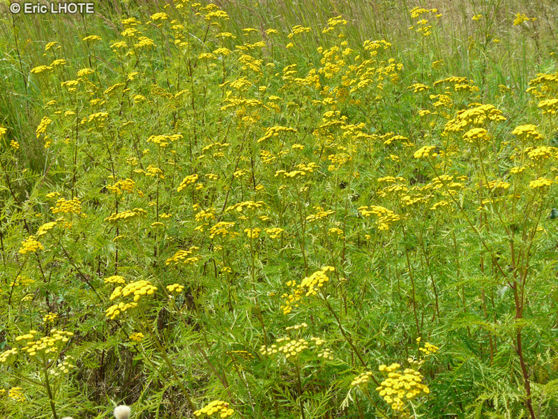  - Tanacetum vulgare - 