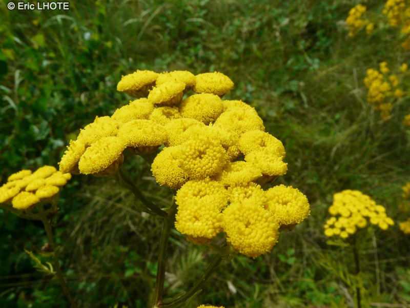  - Tanacetum vulgare - 