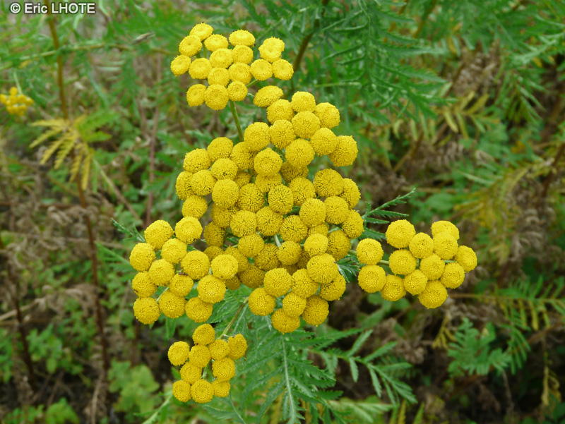  - Tanacetum vulgare - 