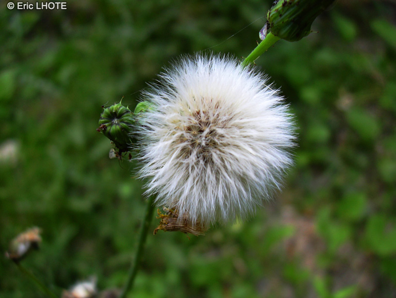  - Taraxacum officinale, Taraxacum dens leonis - 
