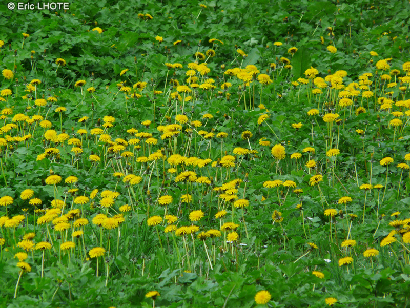  - Taraxacum officinale, Taraxacum dens leonis - 